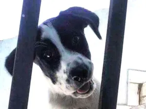 Cachorro raça srd idade 2 a 6 meses nome SNOOPY
