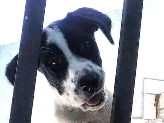 Cachorro ra a srd idade 2 a 6 meses nome SNOOPY