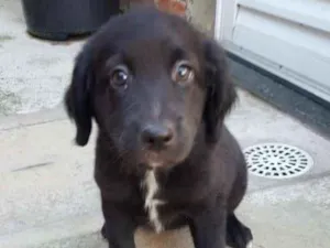 Cachorro raça srd idade 2 a 6 meses nome FILHOTES