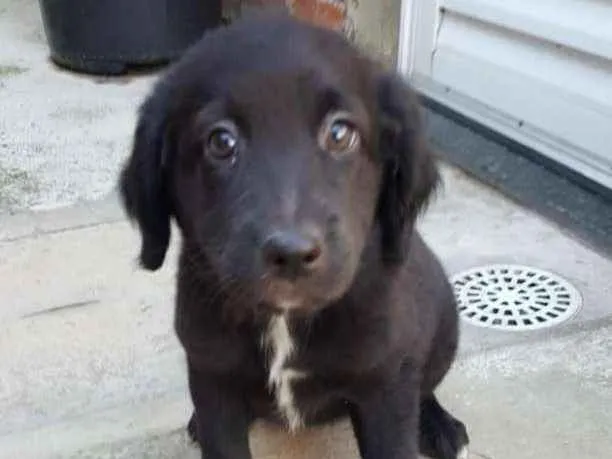 Cachorro ra a srd idade 2 a 6 meses nome FILHOTES