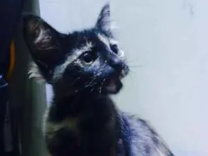 Gato raça srd idade 2 a 6 meses nome Mia