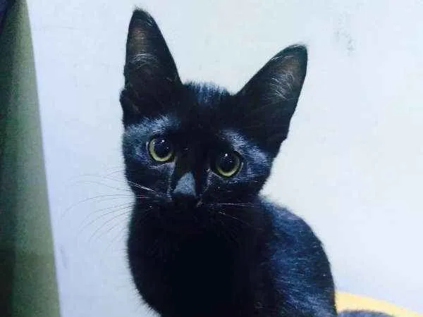 Gato ra a SRD idade 2 a 6 meses nome Junior