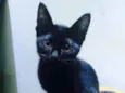 Junior