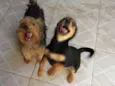 Toy