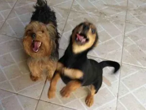 Cachorro raça  Yoshine com outro cachorro  idade 7 a 11 meses nome Toy