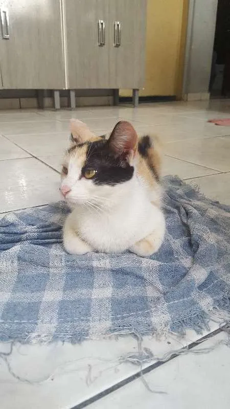 Gato ra a SRD idade 7 a 11 meses nome Leia