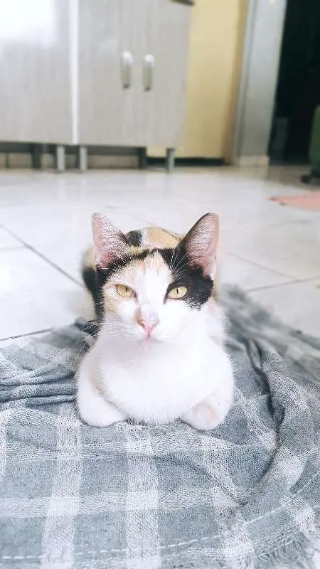 Gato ra a SRD idade 7 a 11 meses nome Leia