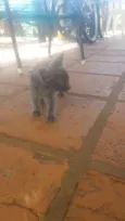 Gato