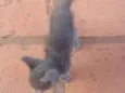 Gato