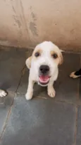 Pipoca