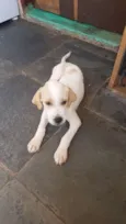 Pipoca
