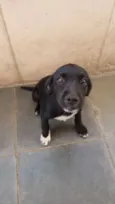 Bob