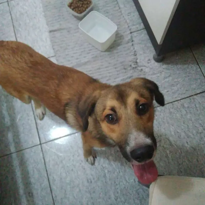 Cachorro ra a SRD idade 7 a 11 meses nome GEPETO