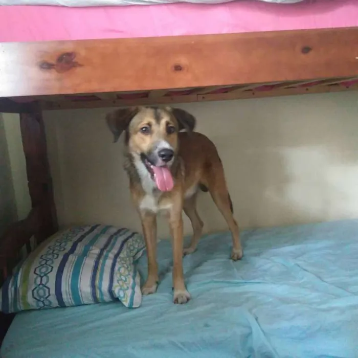 Cachorro ra a SRD idade 7 a 11 meses nome GEPETO