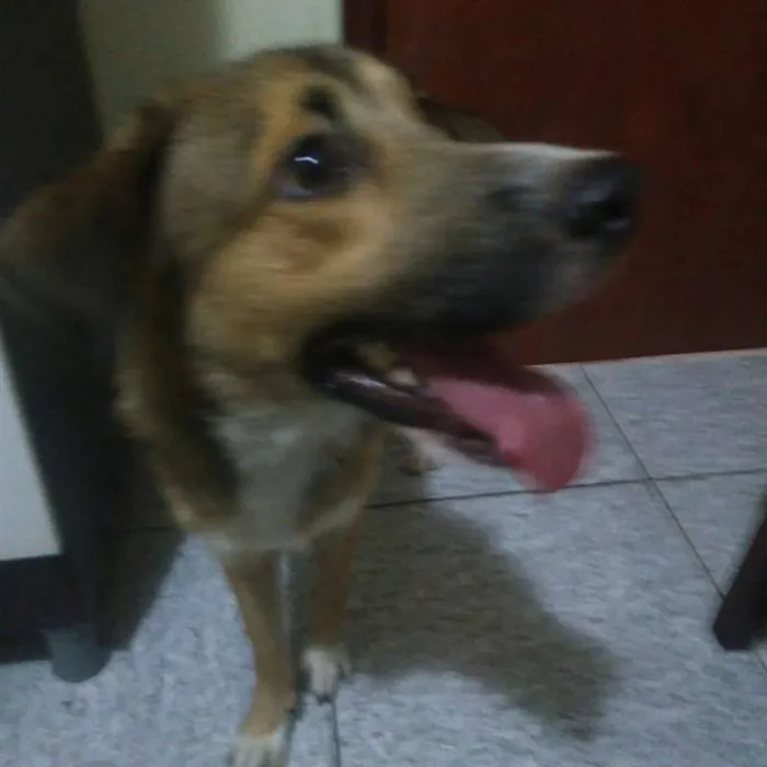 Cachorro ra a SRD idade 7 a 11 meses nome GEPETO