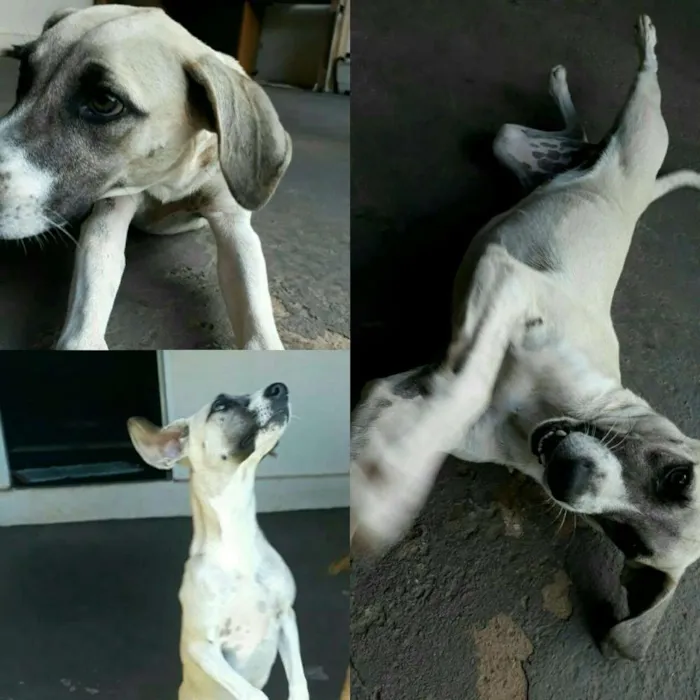 Cachorro ra a Sem raca definida  idade 1 ano nome Pipoca