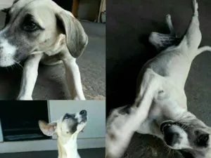 Cachorro raça Sem raca definida  idade 1 ano nome Pipoca