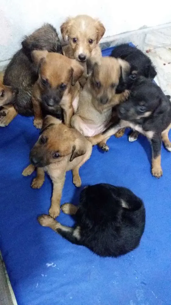 Cachorro ra a vira lata idade Abaixo de 2 meses nome sem nome