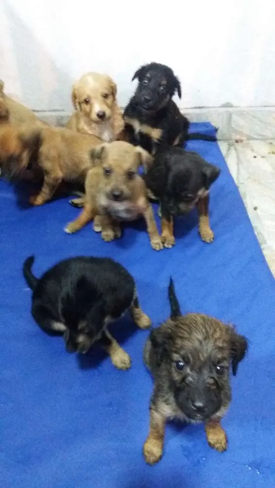 Cachorro ra a vira lata idade Abaixo de 2 meses nome sem nome
