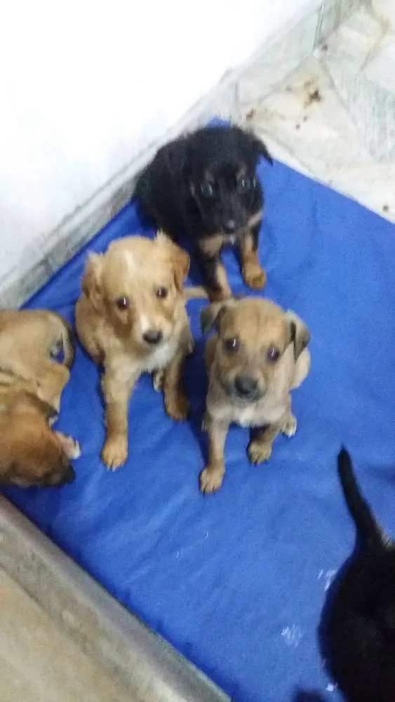 Cachorro ra a vira lata idade Abaixo de 2 meses nome sem nome