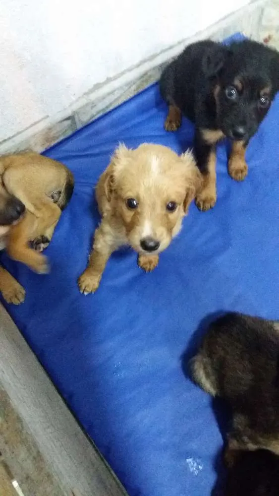 Cachorro ra a vira lata idade Abaixo de 2 meses nome sem nome
