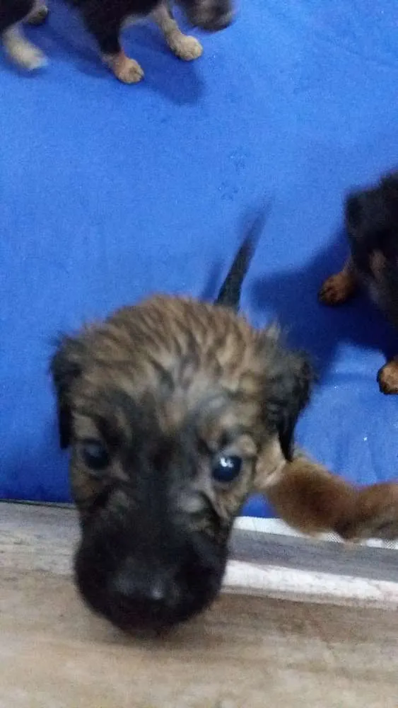 Cachorro ra a vira lata idade Abaixo de 2 meses nome sem nome