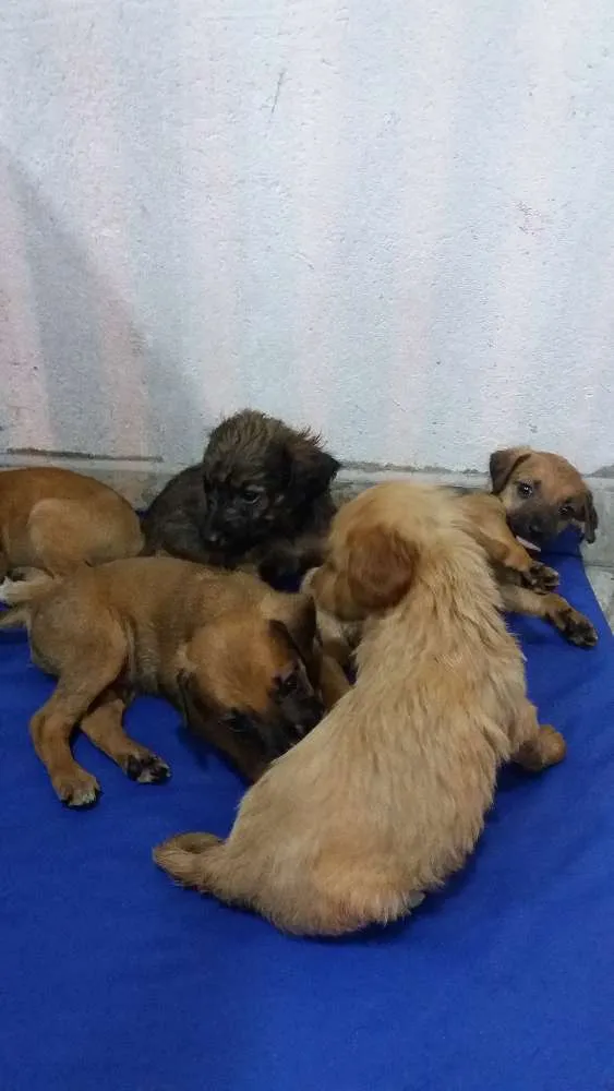 Cachorro ra a vira lata idade Abaixo de 2 meses nome sem nome