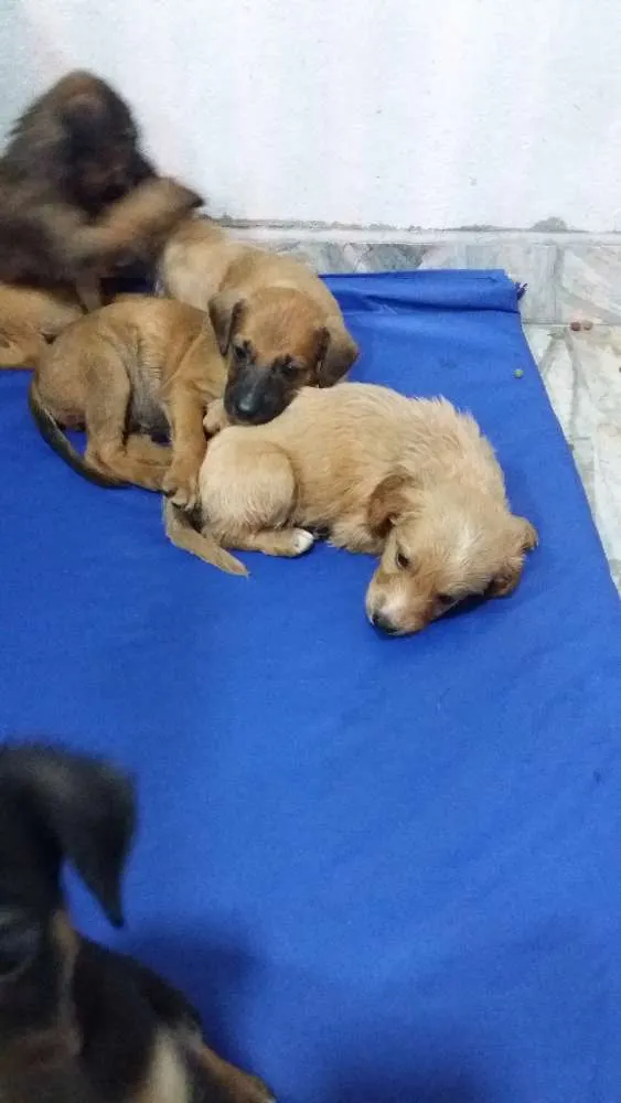 Cachorro ra a vira lata idade Abaixo de 2 meses nome sem nome