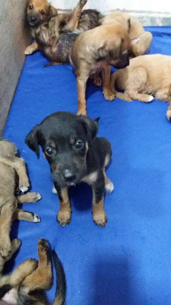 Cachorro ra a vira lata idade Abaixo de 2 meses nome sem nome