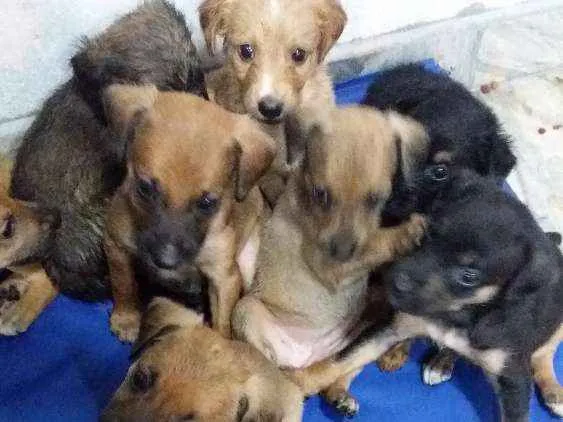 Cachorro ra a vira lata idade Abaixo de 2 meses nome sem nome