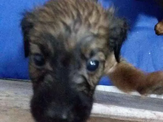 Cachorro ra a vira lata idade Abaixo de 2 meses nome sem nome