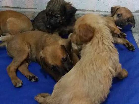 Cachorro ra a vira lata idade Abaixo de 2 meses nome sem nome