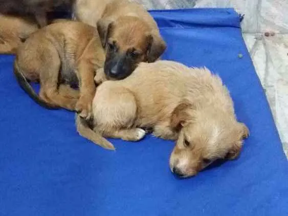 Cachorro ra a vira lata idade Abaixo de 2 meses nome sem nome