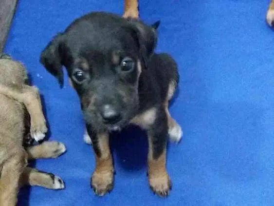 Cachorro ra a vira lata idade Abaixo de 2 meses nome sem nome