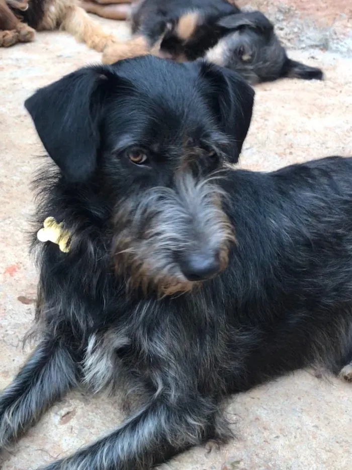 Cachorro ra a SRD  idade  nome Julia