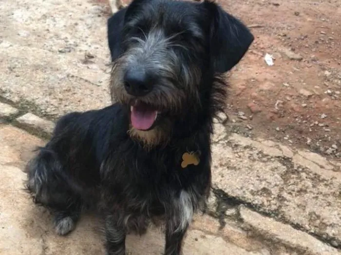 Cachorro ra a SRD  idade  nome Julia