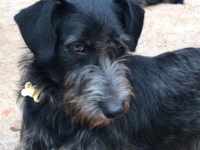 Cachorro ra a SRD  idade  nome Julia