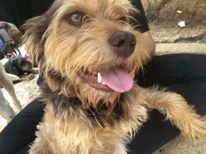 Cachorro ra a STD idade  nome Tom