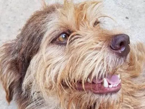 Cachorro ra a STD idade  nome Tom