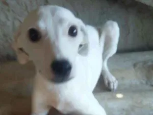 Cachorro raça srd idade 7 a 11 meses nome Sem Nome