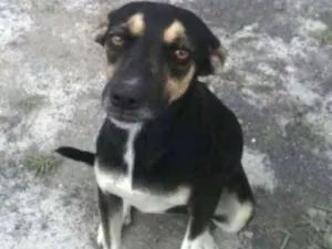 Cachorro raça nao definida idade 7 a 11 meses nome Pipoca