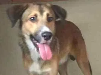 Cachorro ra a SRD idade 7 a 11 meses nome GEPETO