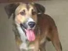 Cachorro raça SRD idade 7 a 11 meses nome GEPETO