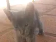 Gato 