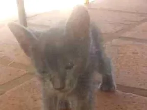 Gato raça Srd idade 2 a 6 meses nome Gato 
