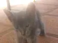 Gato