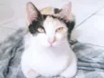 Leia