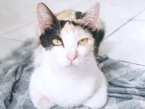 Gato raça SRD idade 7 a 11 meses nome Leia