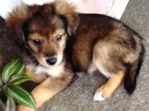 Cachorro raça SDR idade 2 a 6 meses nome ????