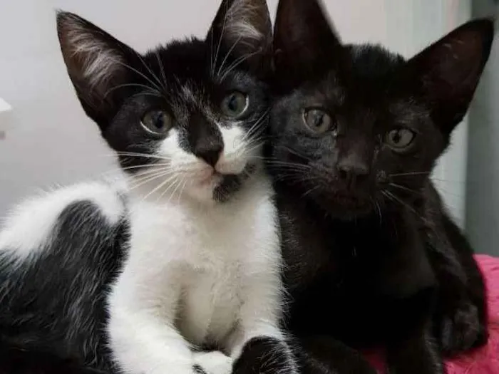 Gato raça Vira-lata idade 2 a 6 meses nome Li e Lu